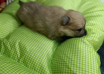 Szpic miniaturowy. Przepiękny maluch.r