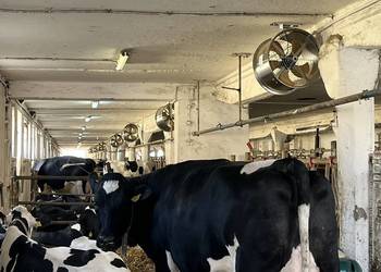 Wentylator TK500 do niskich obór dla bydła