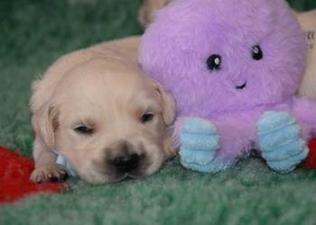 Szczenięta Golden Retriever ZKWP FCI