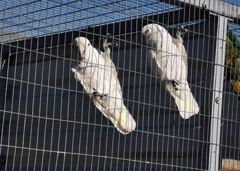 Kakadu Białooka Giffini Para 2019r DNA Samiec i Samica