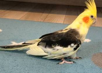 Papuga nimfa razem z klatką.