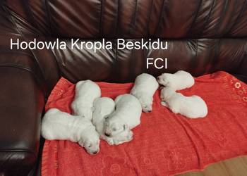 Szczeniaki Polski Owczarek Podhalański