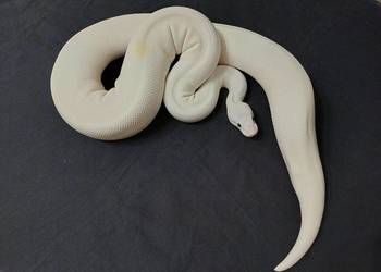 Python króleski Super Fajer