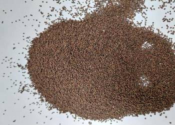 Sprzedam nasiona komonicy