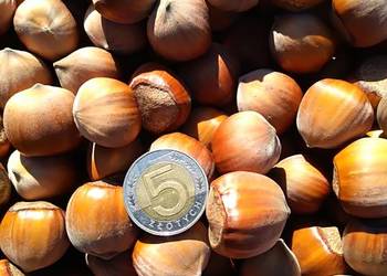 orzechy laskowe świeże 5kg