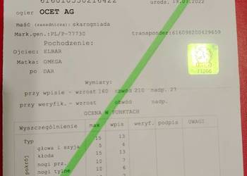 Ogier zimnokrwisty typ sztumski z licencją