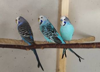 Papugi nimfy i faliste