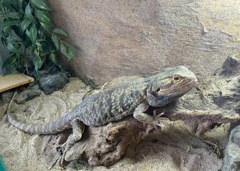 Sprzedam terarium i agame brodata Sprzedam terarium i agame brodata