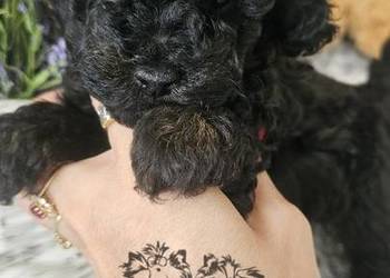 Pudel Toy/Miniaturowy piesek Phantom Badania Genetyczne!