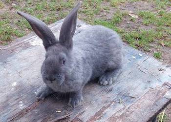 Sprzedam króliki srokacz niemiecki