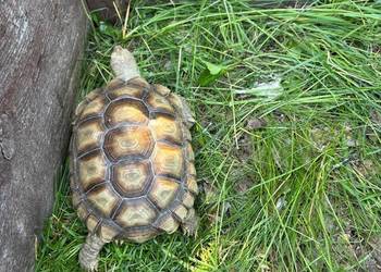 Zółw pustynny żółw lądowy centrochelys sulcata