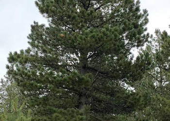 SOSNA BIAŁA Pinus strobiformis - NASIONA 45 sztuk - 10g.