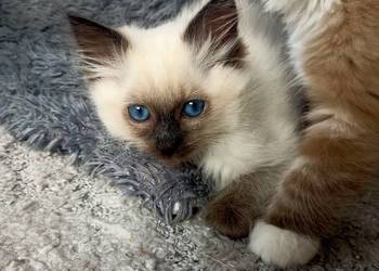 Kotka Ragdoll rodowód WCF