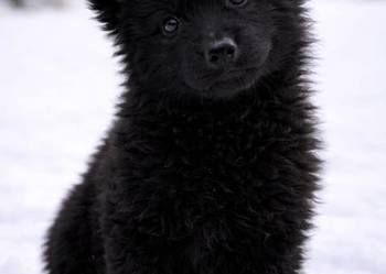 Owczarek Niemiecki długowłosy