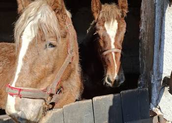 Sprzedam ogierki zimnokrwiste