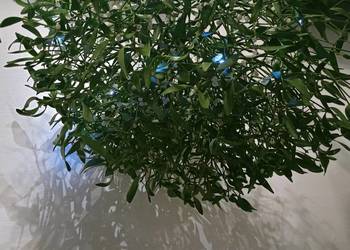 Piękne świeże kule jemioly bożonarodzeniowej