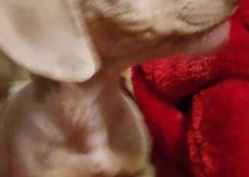 Jamnik miniaturowy merle oraz izabell