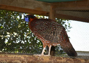 Tragopan tyminek samiec