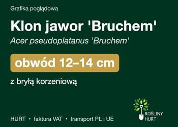 Klon jawor 'Bruchem' obwód 12-14 cm, z bryłą – HURT