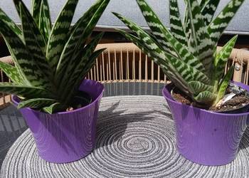 Aloes pstry
