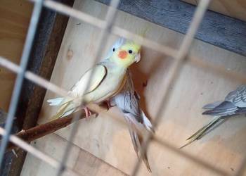 Nimfy zamienię papugi