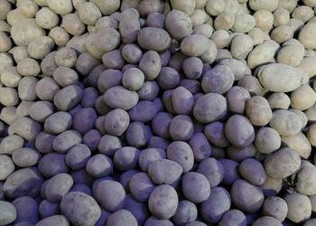 Ziemniaki jadalne gala,lilly,denar