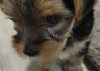 Śliczne Yorkshire terrier miniaturki