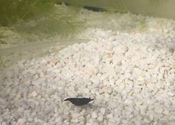 Krewetka blue velvet