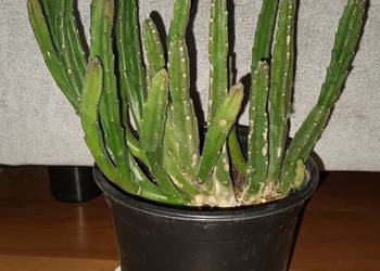Stapelia nr 2, sukulent, roślina rosnąca