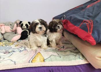 Shih tzu śliczne suczki