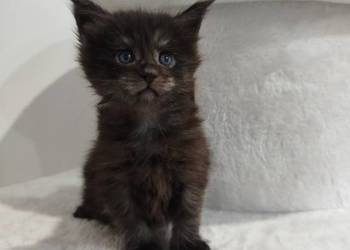 Kotka Maine Coon Nera