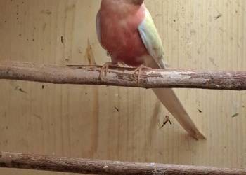 Lilianka samiec lutino