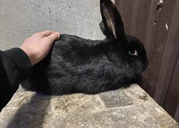 Króliki samce i samice