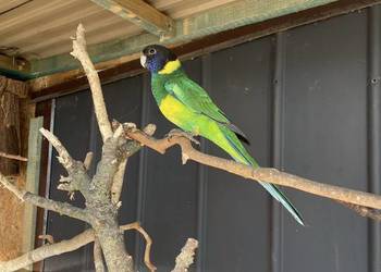 Szukam Bernarda żółtobrzuchego