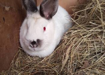 Pilne! Sprzedam dwie samice zakocone