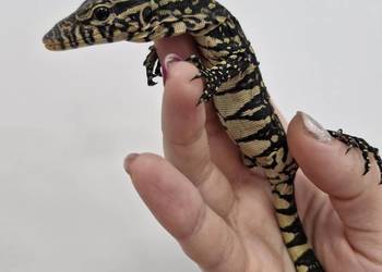 Varanus Ornatus, Waran Ozdobny