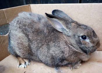 Królik - dorosła samica