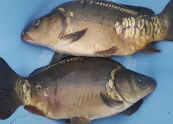 Karp z własnego gospodarstwa