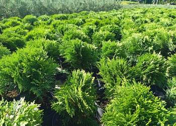 Thuja Danica kulka 20 zł Wrocław