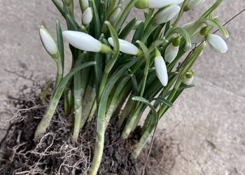 Przebiśnieg sadzonki cebule