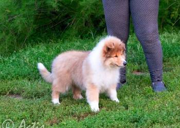 Owczarek Szkocki Collie suczka po Multi Championie