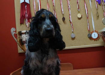COCKER SPANIEL ANGIELSKI