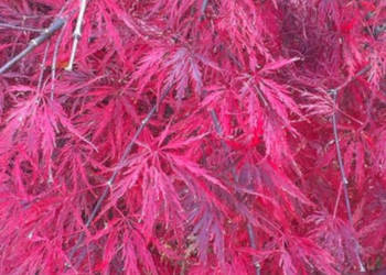 KLON PALMOWY SEIRYU - sadzonki w doniczkach