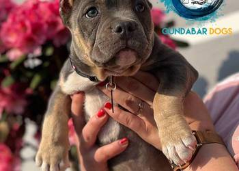 Suczka American Bully ABKC