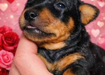 Pinczer miniaturowy szczenięta Zkwp