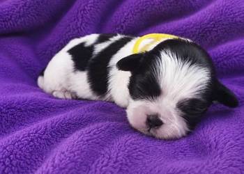 szczeniaki shih tzu