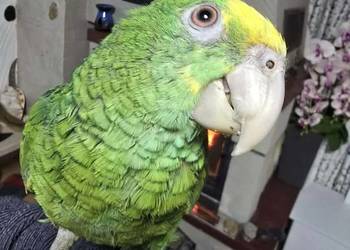 Sprzedam Amazonkę Oratrix