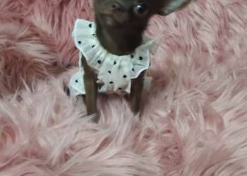 *** MIKRUSEK Dziewczynka Chihuahua *** Gotowa Do Odbioru ***