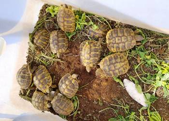 Żółw Grecki Lądowy Olsztyn bezpieczna wysyłka cała Polska