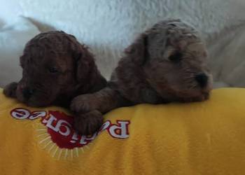 Pudelki toy /miniatura szczenięta koniec grudnia odbiór